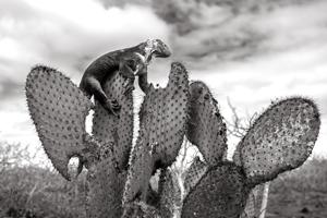 Galapagos land iguana feeding on a giant prickly pear